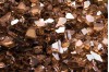 Amber Glass Embers  + $90.00 